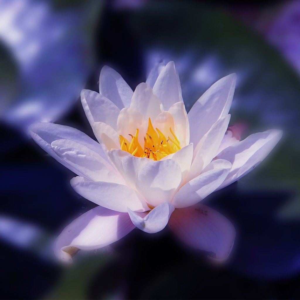 Water Lotus & Jasmine Fragrance Oil 1286